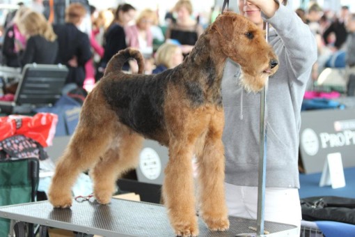 561219_456861430994401_1728178205_n[1]