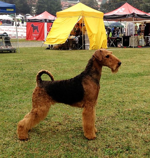 Emma A Year Book n.4