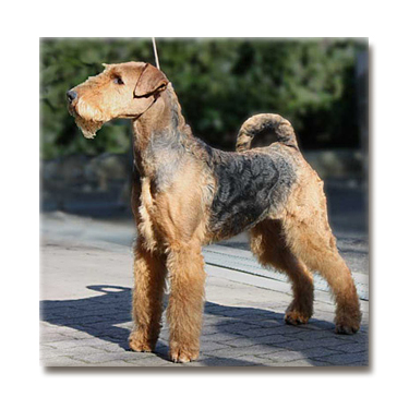 Grace SassoMarconi2008 O