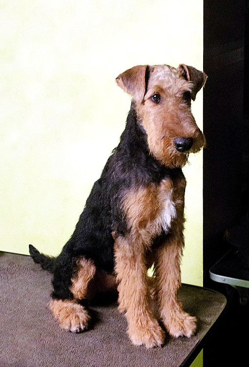 Georgeous Heaven Can Wait 4,5 mesi sul tavolo stripping A