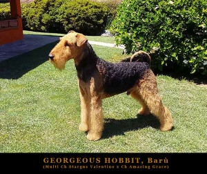 20170625-24672-georgeous-hobbit-baru-padre-dei-cuccioli